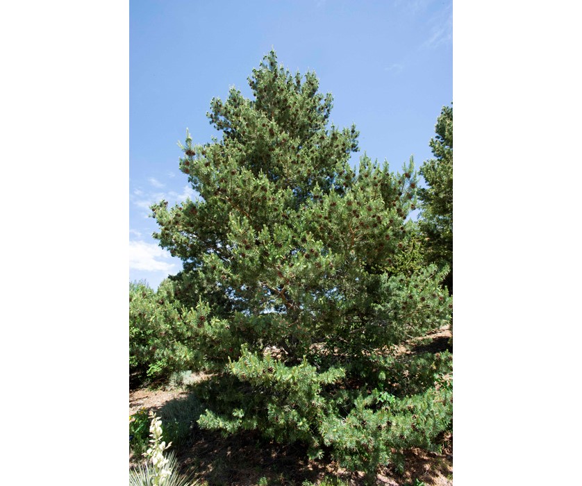 Ponderosa Pine